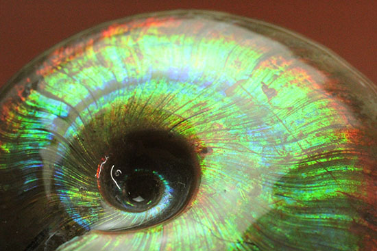 これを光線といわずして何を言う！眩い虹色の光るアンモナイト(Cleoniceras sp.)（その17）