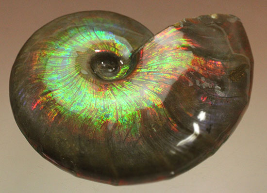 これを光線といわずして何を言う！眩い虹色の光るアンモナイト(Cleoniceras sp.)（その3）