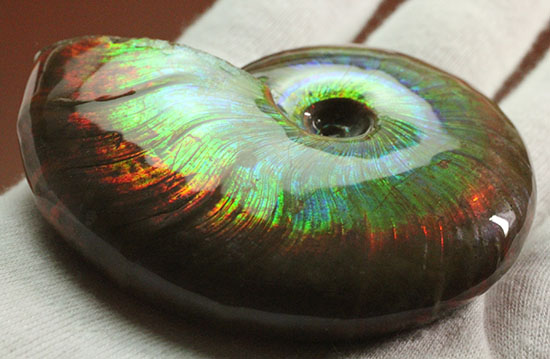 これを光線といわずして何を言う！眩い虹色の光るアンモナイト(Cleoniceras sp.)（その6）