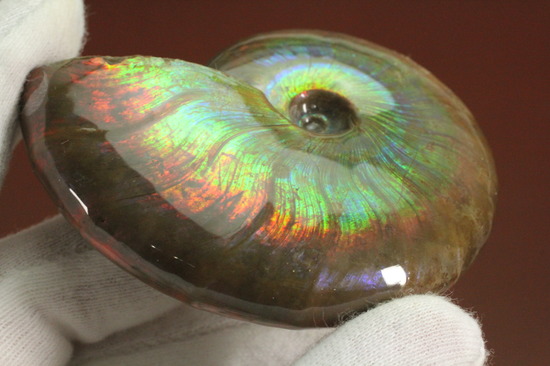 これを光線といわずして何を言う！眩い虹色の光るアンモナイト(Cleoniceras sp.)（その8）