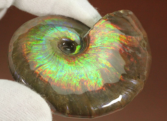 これを光線といわずして何を言う！眩い虹色の光るアンモナイト(Cleoniceras sp.)（その9）