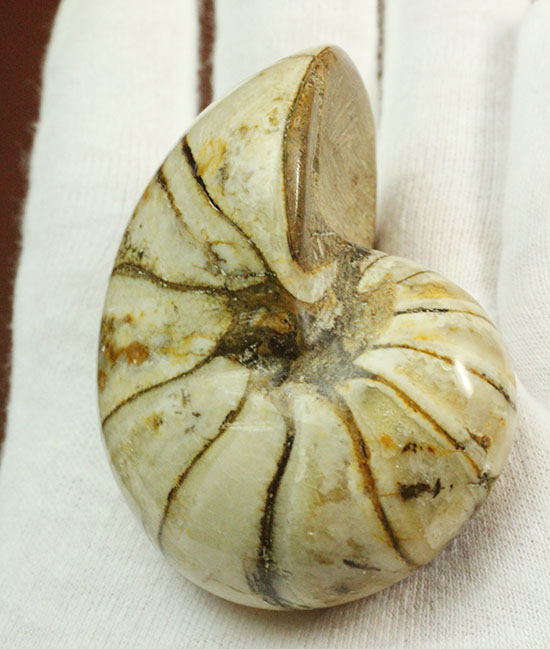 ホワイトの殻を有するオウムガイ化石(Nautilus)(その13)
