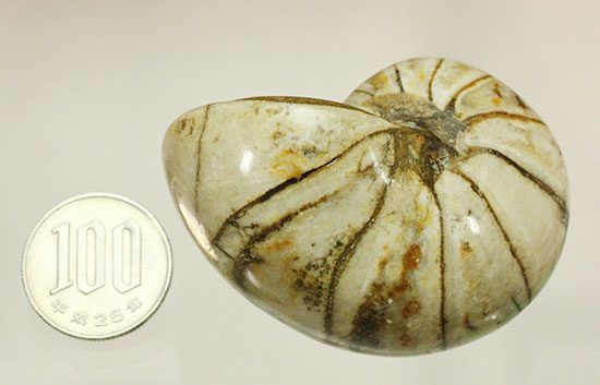 ホワイトの殻を有するオウムガイ化石(Nautilus)(その14)