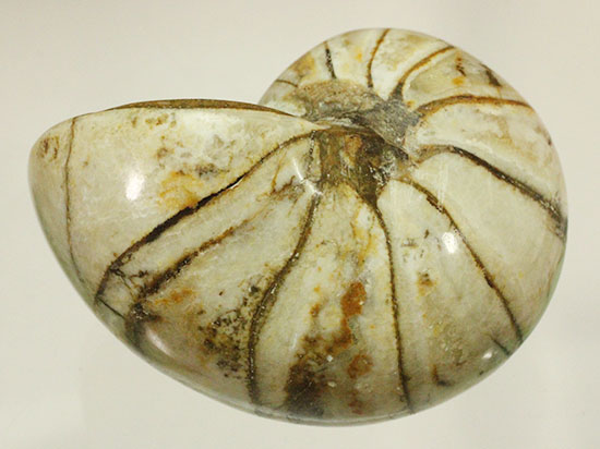 ホワイトの殻を有するオウムガイ化石(Nautilus)/中生代白亜紀（1億3500万 -- 6500万年前）【an1003】