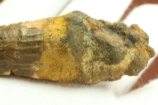全景が見られます!根元部分がしっかり保存された、スピノサウルス(Spinosaurus)の歯化石(その10)