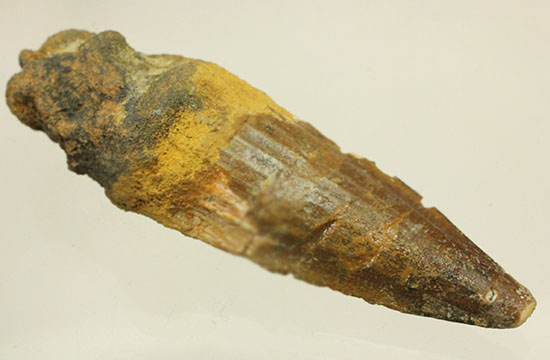 全景が見られます!根元部分がしっかり保存された、スピノサウルス(Spinosaurus)の歯化石(その2)