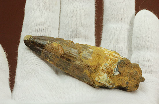 全景が見られます!根元部分がしっかり保存された、スピノサウルス(Spinosaurus)の歯化石(その5)