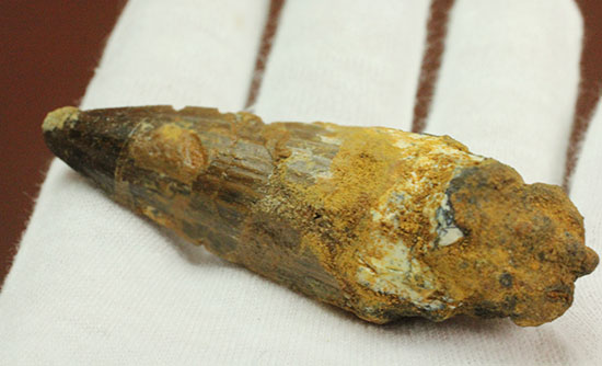 全景が見られます!根元部分がしっかり保存された、スピノサウルス(Spinosaurus)の歯化石(その6)