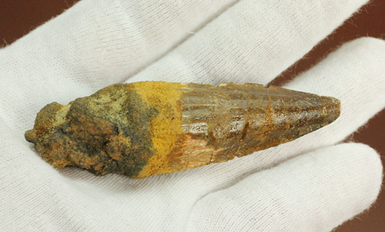 全景が見られます!根元部分がしっかり保存された、スピノサウルス(Spinosaurus)の歯化石(その7)