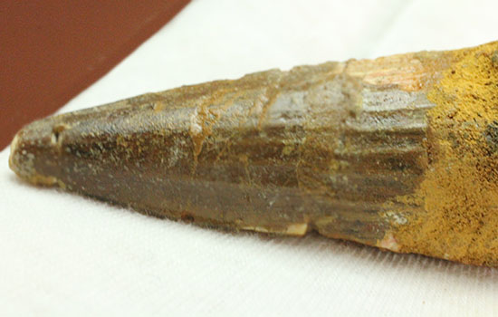 全景が見られます!根元部分がしっかり保存された、スピノサウルス(Spinosaurus)の歯化石(その9)