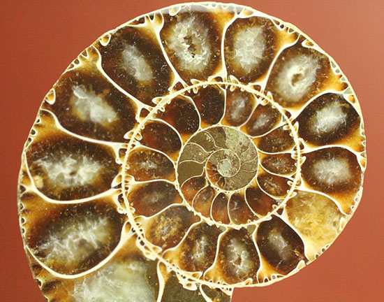 方解石化された中身が美しい、アンモナイトスライスペア化石(Ammonite)/中生代白亜紀（1億3500万 -- 6500万年前）【an1004】