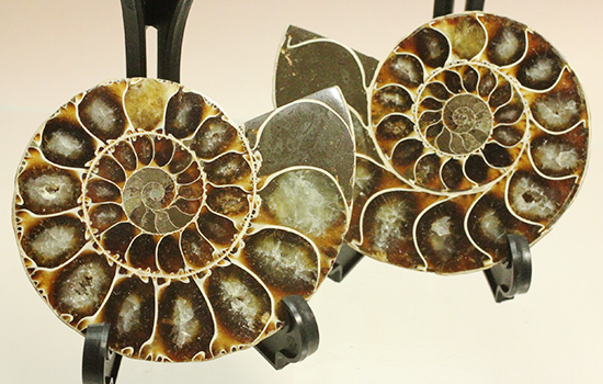 方解石化された中身が美しい、アンモナイトスライスペア化石(Ammonite)/中生代白亜紀（1億3500万 -- 6500万年前）【an1004】