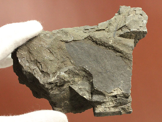 硬い母岩に大きな葉化石が1枚見られます。植物化石のファーストコレクションにも！/　【ot761】