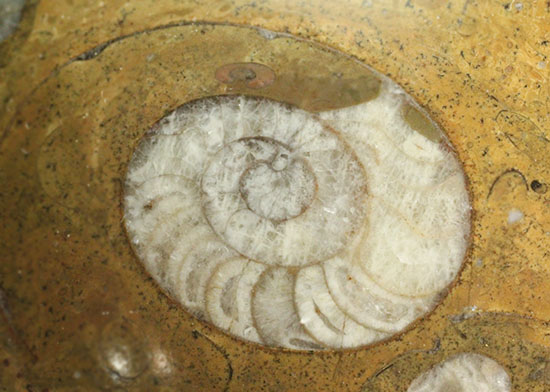 デボン紀のゴニアタイトが複数見られます！初期型アンモナイトのプレート化石(Goniatite)（その4）