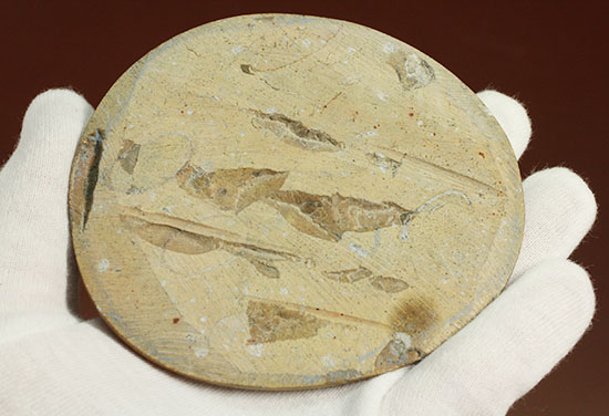 デボン紀のゴニアタイトが複数見られます！初期型アンモナイトのプレート化石(Goniatite)（その8）