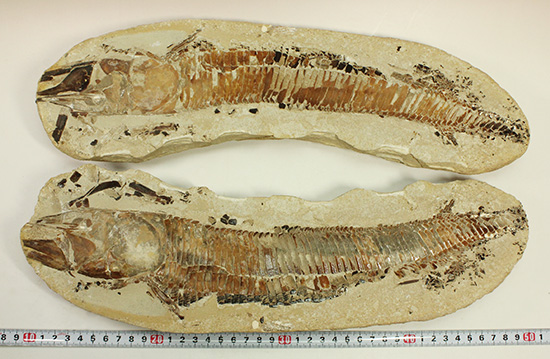 １億年以上前の絶滅古代魚ヴィンクティフェルの保存状態良好化石。（その18）