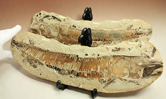 １億年以上前の絶滅古代魚ヴィンクティフェルの保存状態良好化石。/中生代白亜紀（1億3500万 -- 6500万年前）【ot762】