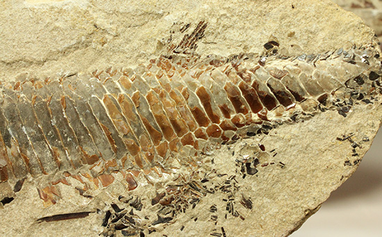 １億年以上前の絶滅古代魚ヴィンクティフェルの保存状態良好化石。（その6）