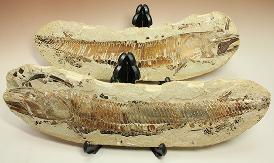 １億年以上前の絶滅古代魚ヴィンクティフェルの保存状態良好化石。（その7）