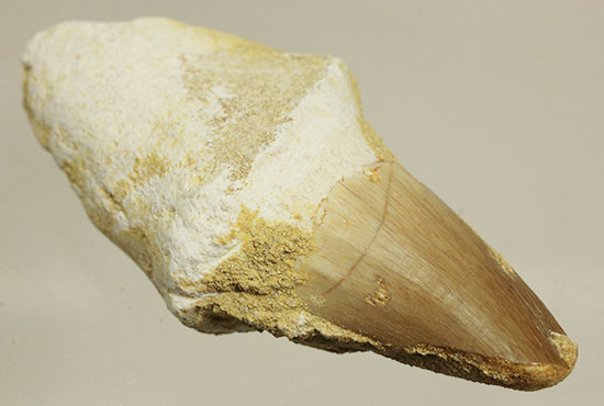 ルート部まで保存された、分厚いモササウルスの歯化石(Mosasaurus)（その1）