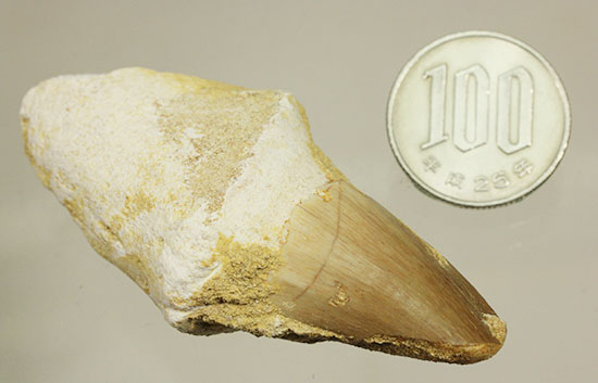 ルート部まで保存された、分厚いモササウルスの歯化石(Mosasaurus)（その13）