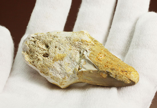 ルート部まで保存された、分厚いモササウルスの歯化石(Mosasaurus)（その6）