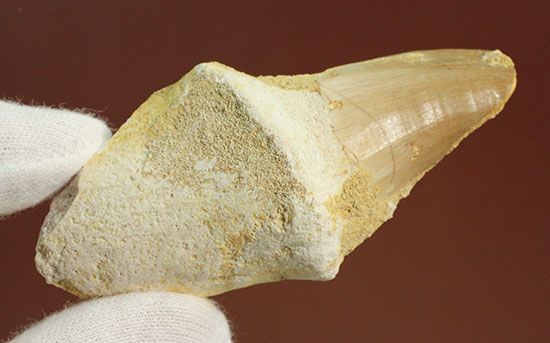 ルート部まで保存された、分厚いモササウルスの歯化石(Mosasaurus)（その7）