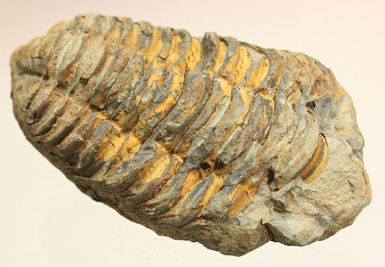 体節の鮮明さが際立つ、オルドビス紀のカリメネ三葉虫/古生代オルドビス紀（5億500万 -- 4億4600万年前）【tr481】