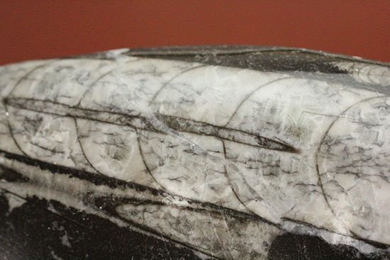 連結細管も見られる!デボン紀の頭足類オルソセラス(Orthoceras)(その1)