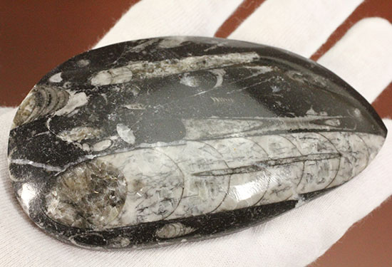 連結細管も見られる!デボン紀の頭足類オルソセラス(Orthoceras)(その2)