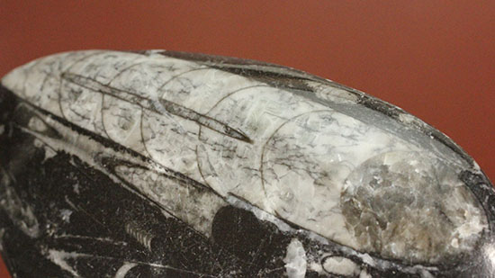 連結細管も見られる!デボン紀の頭足類オルソセラス(Orthoceras)(その3)