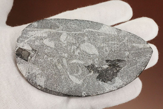 連結細管も見られる!デボン紀の頭足類オルソセラス(Orthoceras)(その5)
