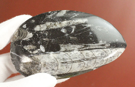 連結細管も見られる!デボン紀の頭足類オルソセラス(Orthoceras)(その6)