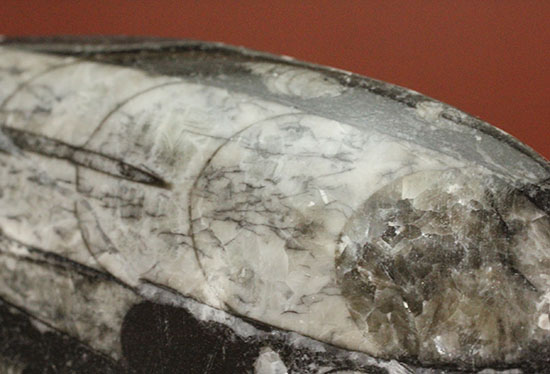 連結細管も見られる!デボン紀の頭足類オルソセラス(Orthoceras)(その8)