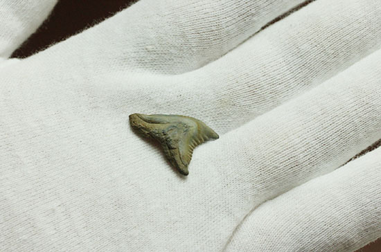 良質歯が集結した、豪華なサメの歯化石7点セット（その10）