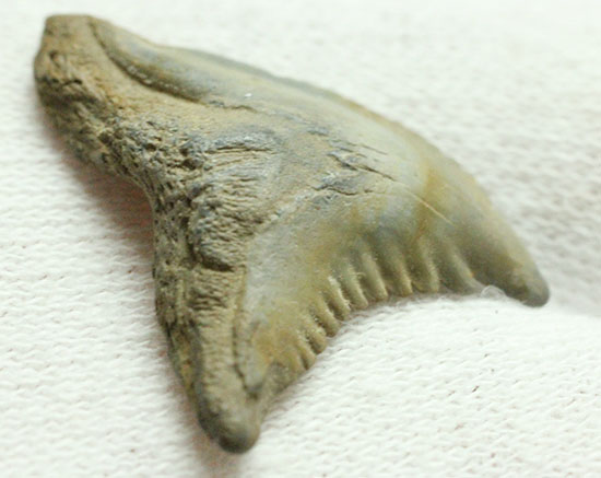 良質歯が集結した、豪華なサメの歯化石7点セット（その11）