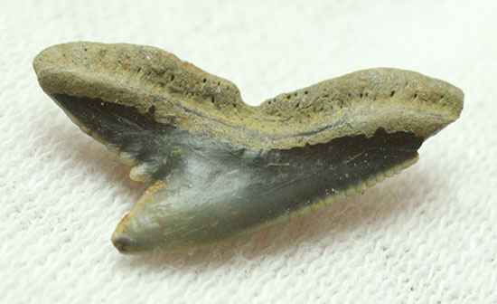 良質歯が集結した、豪華なサメの歯化石7点セット（その13）