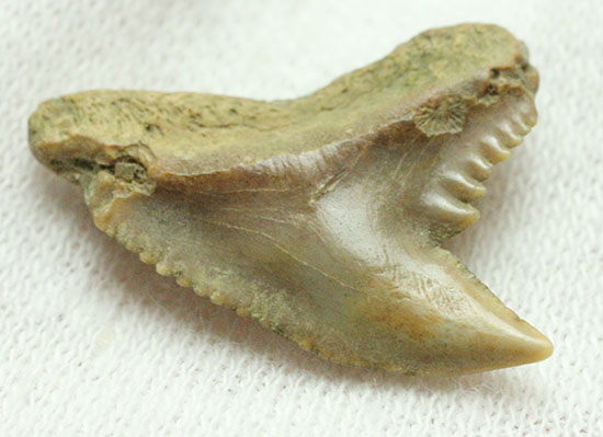 良質歯が集結した、豪華なサメの歯化石7点セット（その15）