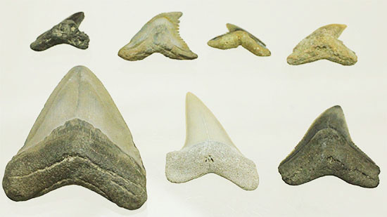 良質歯が集結した、豪華なサメの歯化石7点セット（その16）