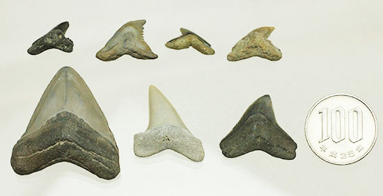 良質歯が集結した、豪華なサメの歯化石7点セット（その17）