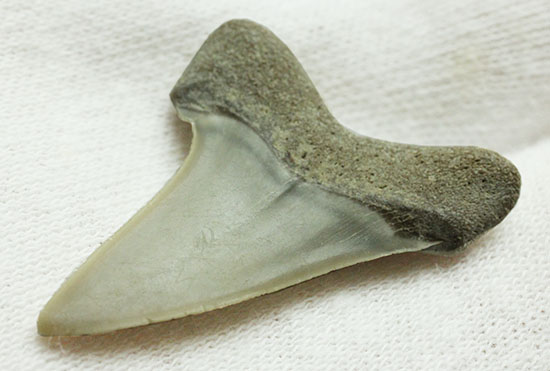 良質歯が集結した、豪華なサメの歯化石7点セット/　【sh114】