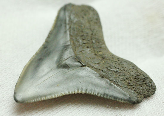 良質歯が集結した、豪華なサメの歯化石7点セット（その8）
