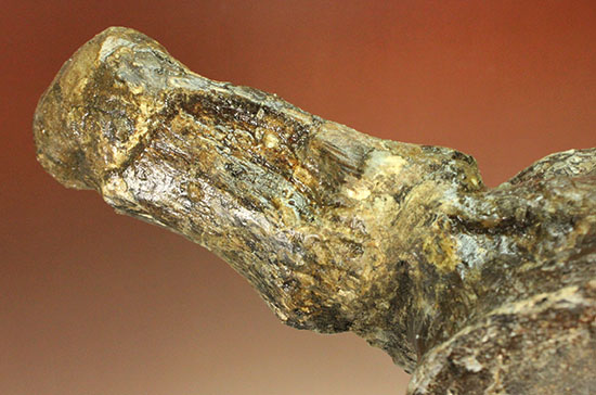 アメリカンネッシーこと首長竜エラスモサウルスの巨大&パーフェクトな脊椎骨化石(Elasmosaurus platyurus)(その10)
