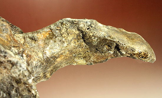 アメリカンネッシーこと首長竜エラスモサウルスの巨大&パーフェクトな脊椎骨化石(Elasmosaurus platyurus)(その11)