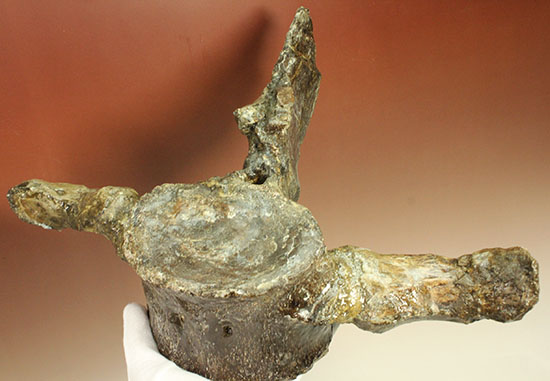 アメリカンネッシーこと首長竜エラスモサウルスの巨大&パーフェクトな脊椎骨化石(Elasmosaurus platyurus)(その13)