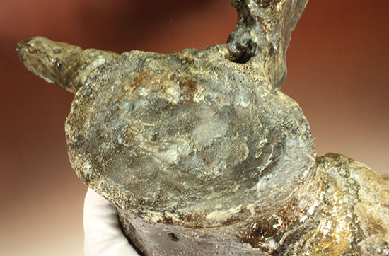 アメリカンネッシーこと首長竜エラスモサウルスの巨大&パーフェクトな脊椎骨化石(Elasmosaurus platyurus)(その14)