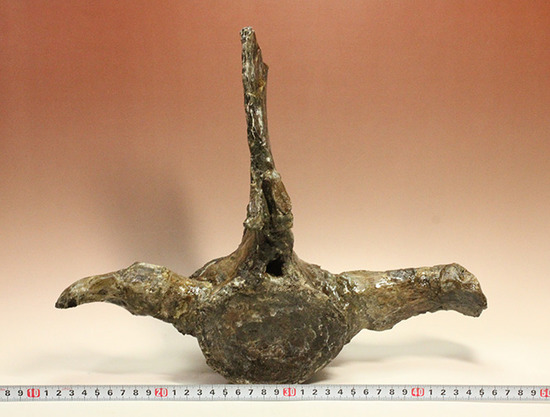 アメリカンネッシーこと首長竜エラスモサウルスの巨大&パーフェクトな脊椎骨化石(Elasmosaurus platyurus)(その15)