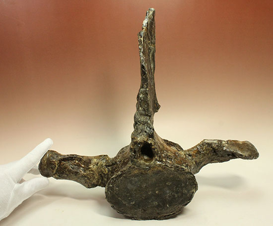 アメリカンネッシーこと首長竜エラスモサウルスの巨大&パーフェクトな脊椎骨化石(Elasmosaurus platyurus)(その16)