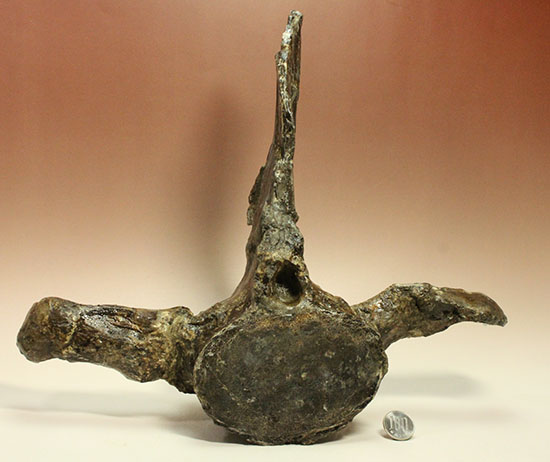 アメリカンネッシーこと首長竜エラスモサウルスの巨大&パーフェクトな脊椎骨化石(Elasmosaurus platyurus)(その18)
