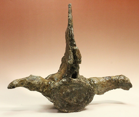 アメリカンネッシーこと首長竜エラスモサウルスの巨大&パーフェクトな脊椎骨化石(Elasmosaurus platyurus)(その2)